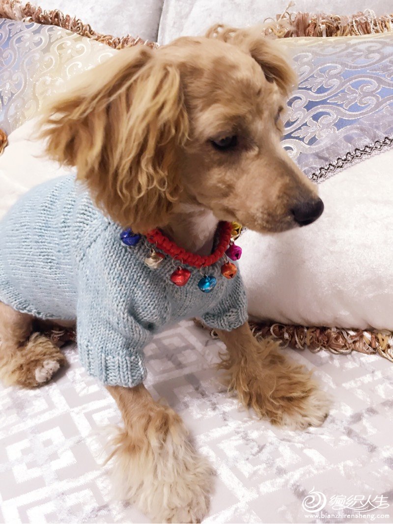 一天完工的简单宠物衣 从领口开始织的棒针狗狗毛衣-编织教程-编织