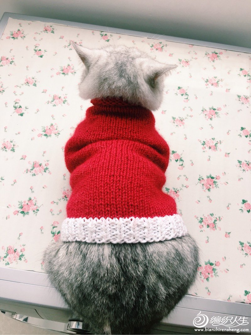 作品介绍: (居家编织:宠物毛衣,天冷啦,给毛孩子织件毛衣吧)最近好冷