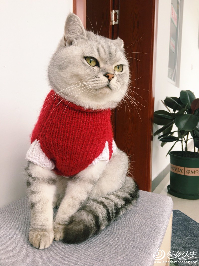 小猫毛衣