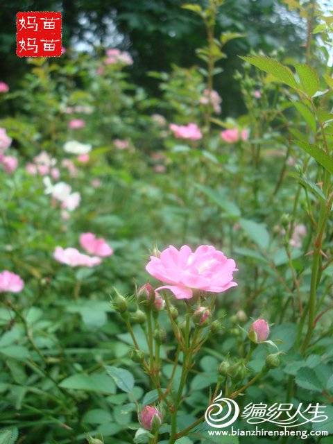 DSC03317_.JPG