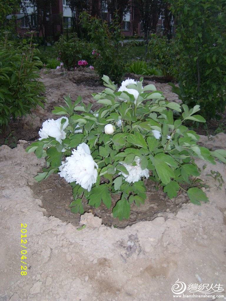 SL276086.JPG