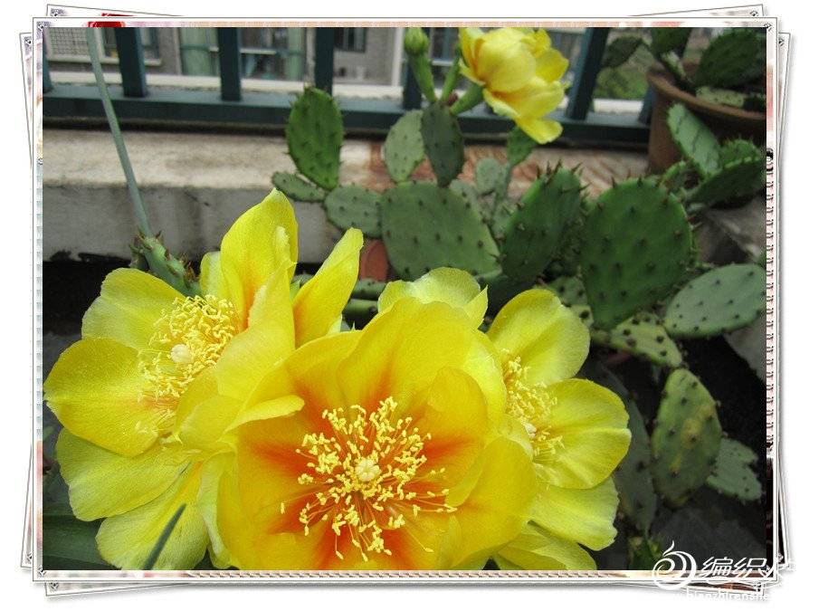 IMG_0994_.jpg