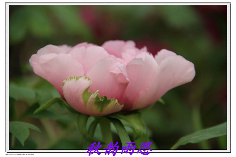 nEO_IMG_nEO_IMG_IMG_2683.jpg