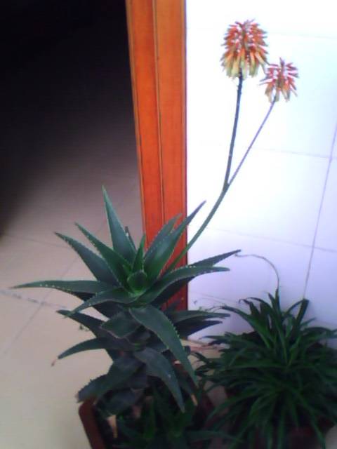 IMG0241A.jpg