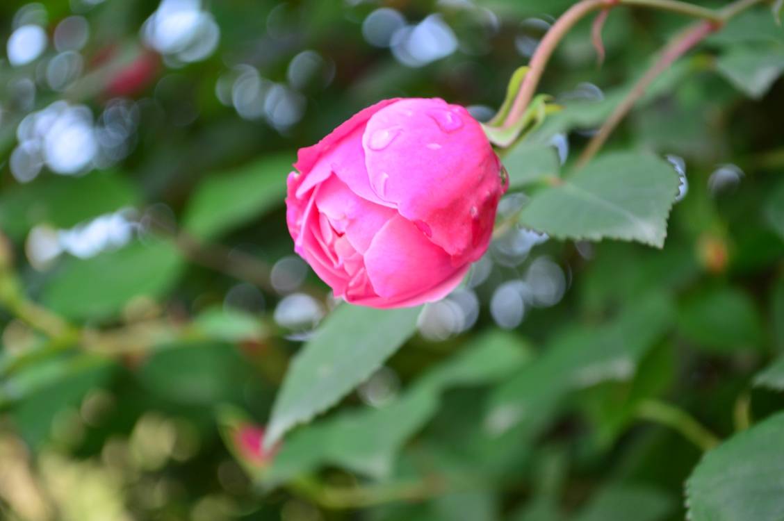 DSC_0064.jpg
