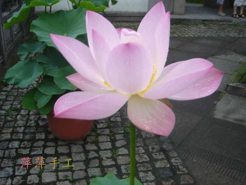 DSC07457_.gif