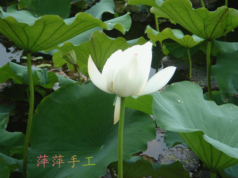 DSC07471_.gif