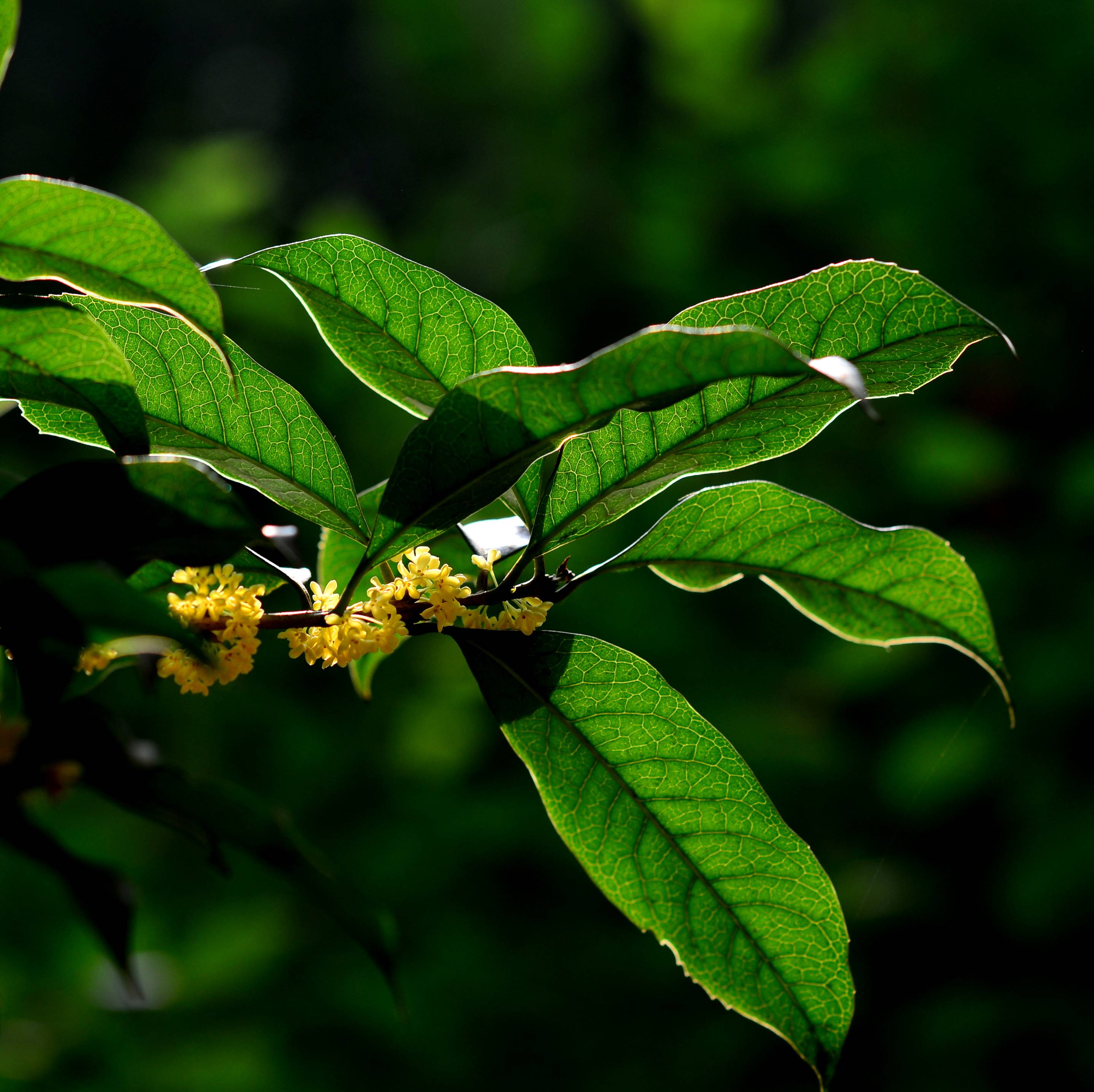 DSC_3245.JPG
