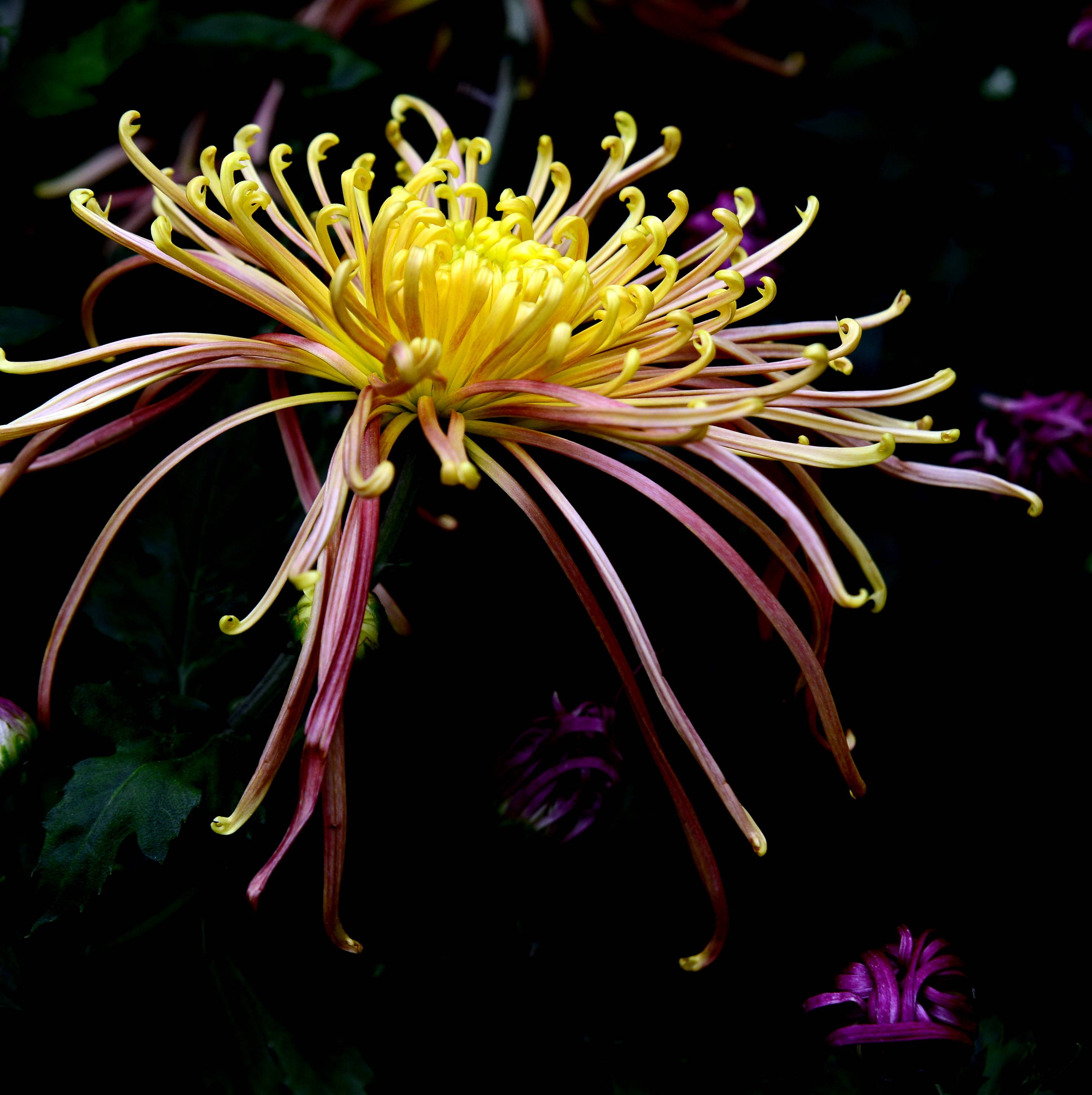 DSC_8950.JPG