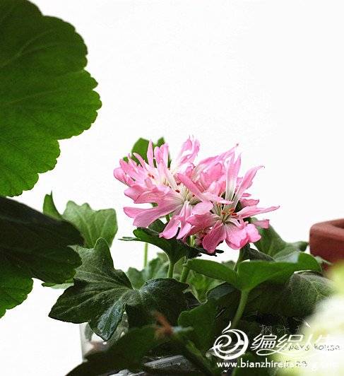 IMG_2972_.jpg