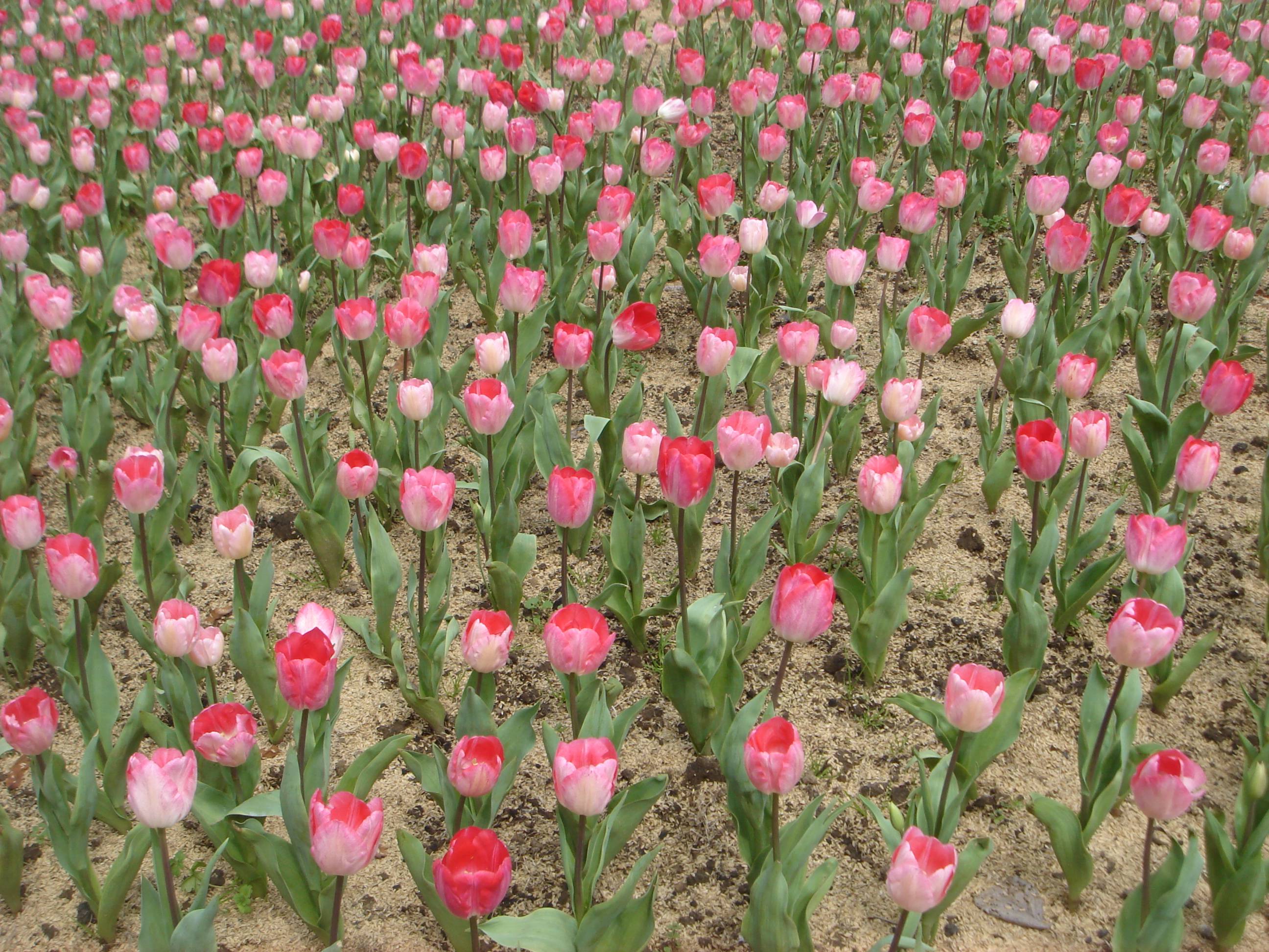 DSC08385.JPG