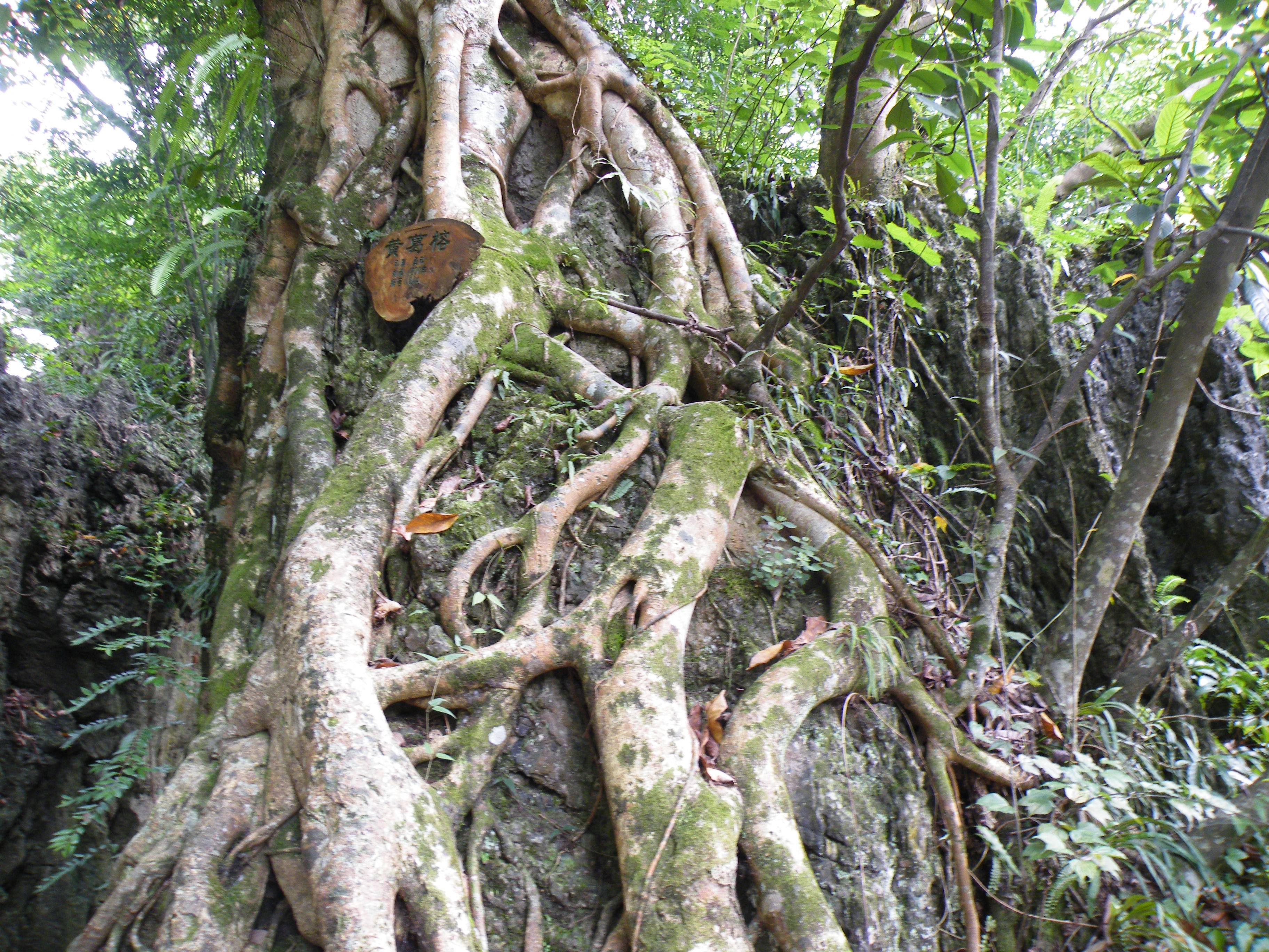 DSCF0593.JPG
