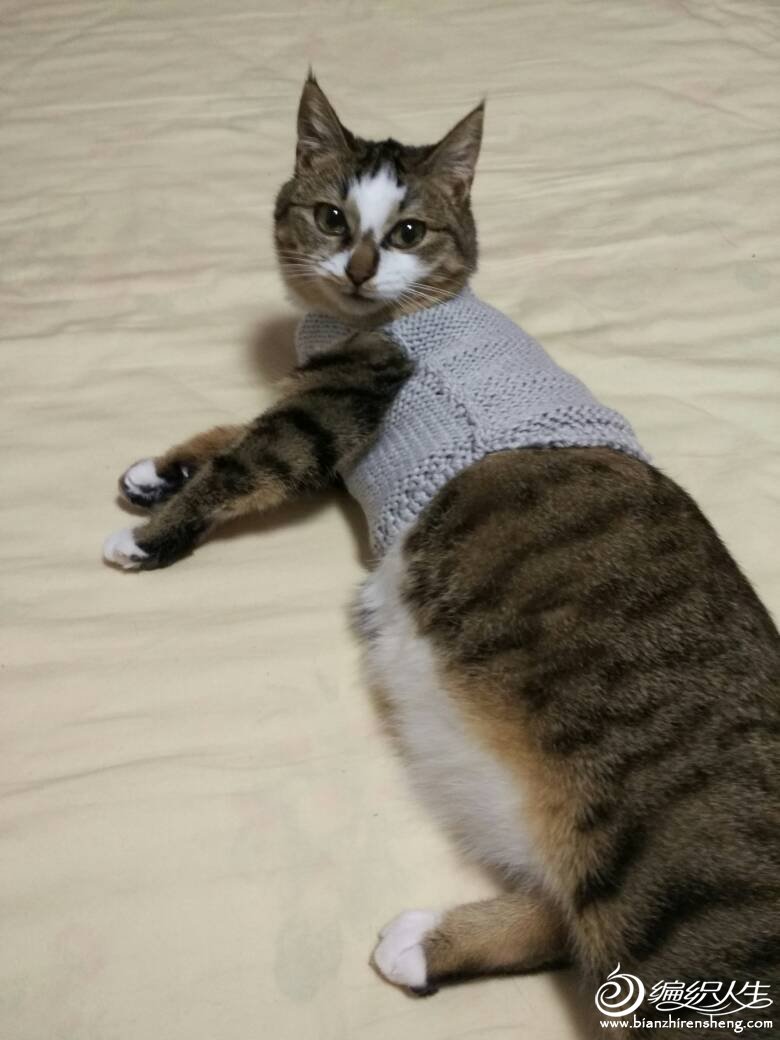 猫衣服