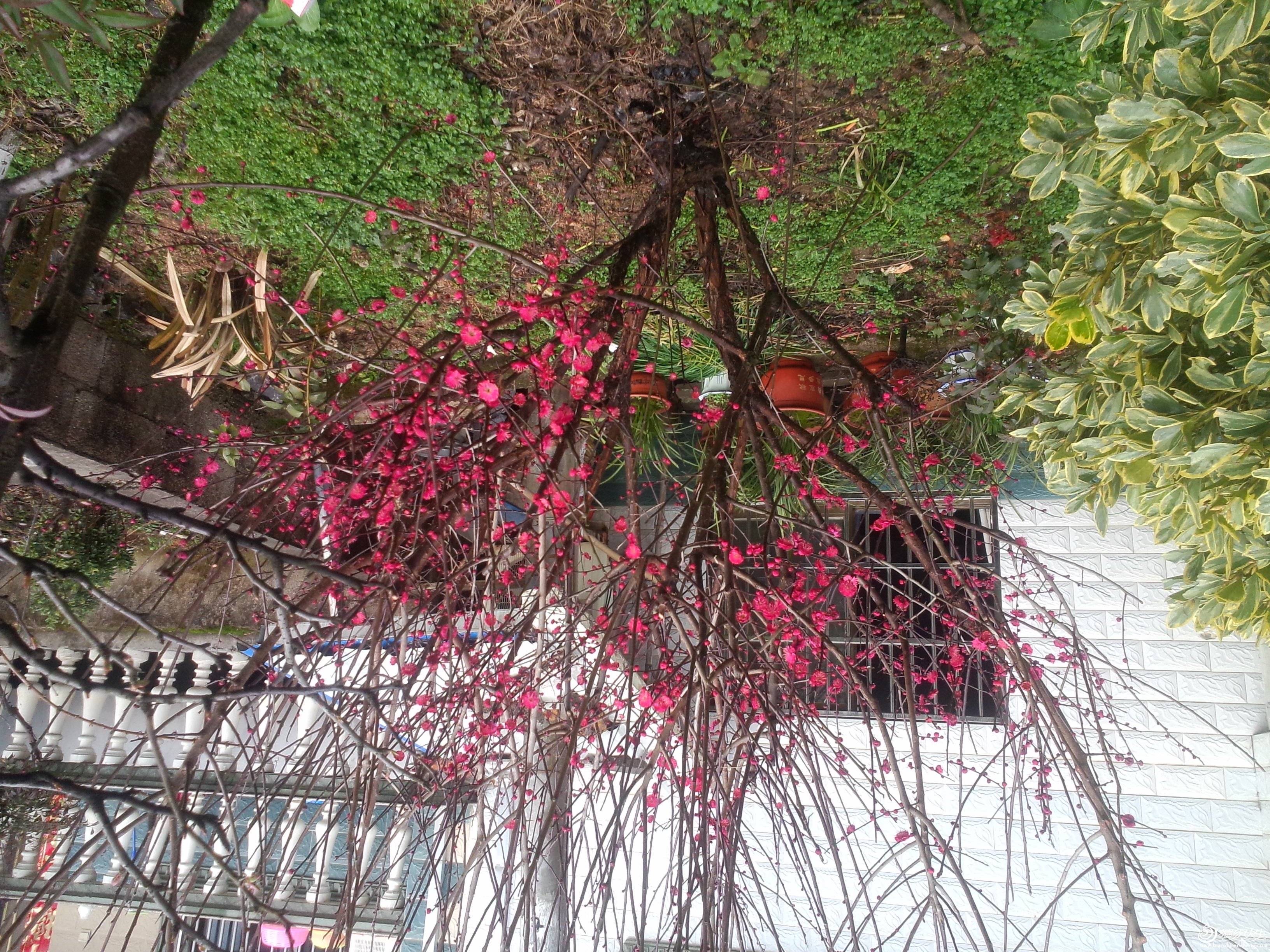 IMG20160212004.jpg