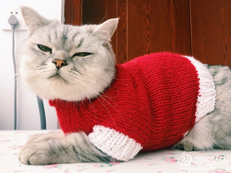 天冷了给爱宠织件毛衣 棒针猫咪毛衣