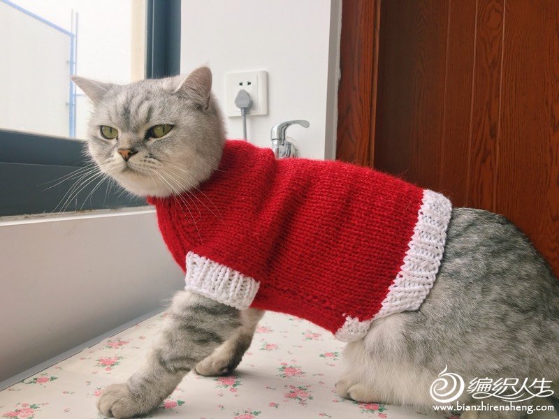 猫毛衣最简单的织法图片