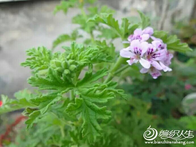 073554hzdug7od6ddgg1cp.jpg