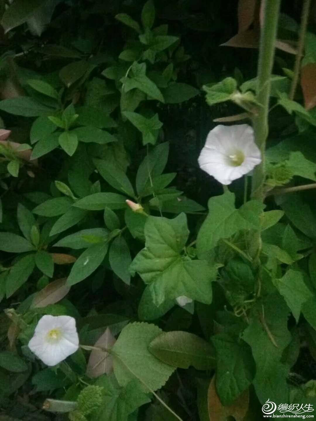 wechat_upload15255806625aee837609fd5