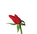 Flowers_Red_rose_opens_prv.gif