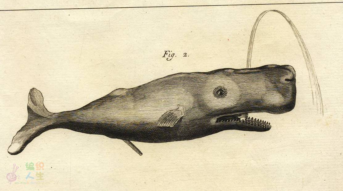 whale graphic0001.JPG