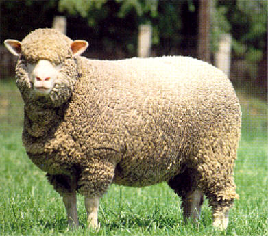 一般的绵羊有两种毛:一种短小的,卷卷的,柔软并紧贴身体的内层毛;一种