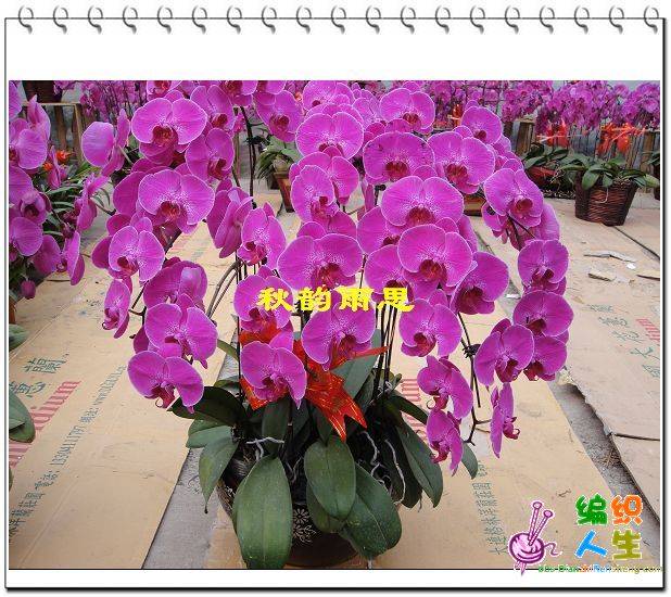 nEO_IMG_DSC00364.jpg