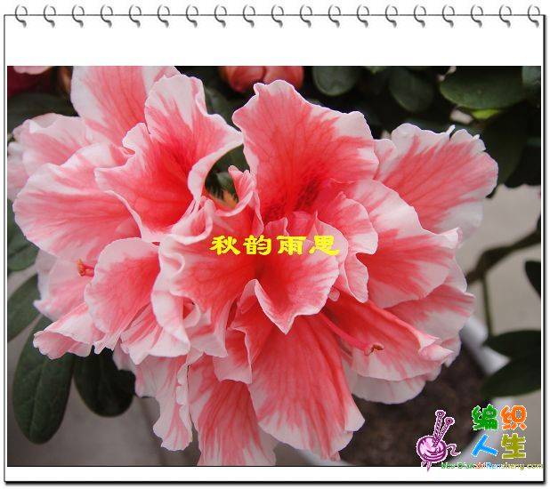 nEO_IMG_DSC00383.jpg