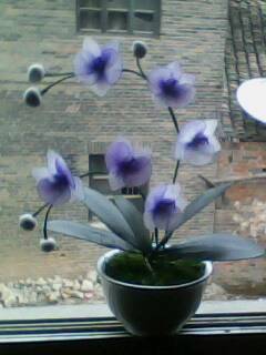 IMG0048A.jpg